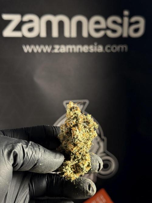 The Classic Super Silver Haze @Zamnesia. Week 12 - SSH #1