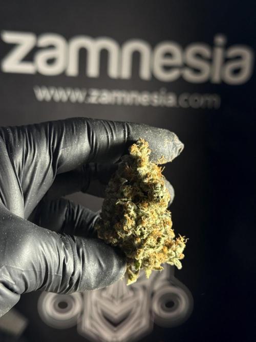 The Classic Super Silver Haze @Zamnesia. Week 12 - SSH #1