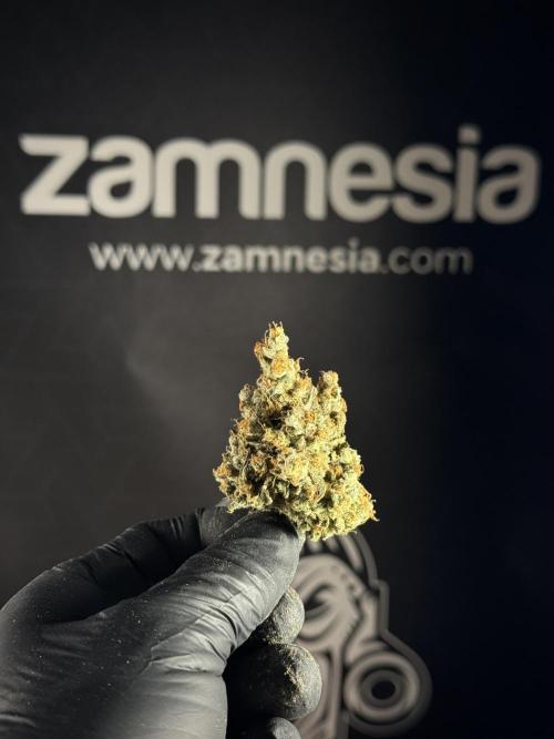 The Classic Super Silver Haze @Zamnesia. Week 12 - SSH #1