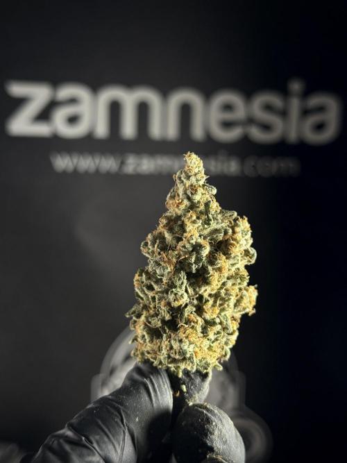 The Classic Super Silver Haze @Zamnesia. Week 12 - SSH #1