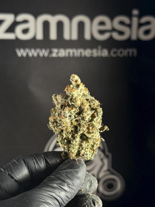 The Classic Super Silver Haze @Zamnesia. Week 12 - SSH #1