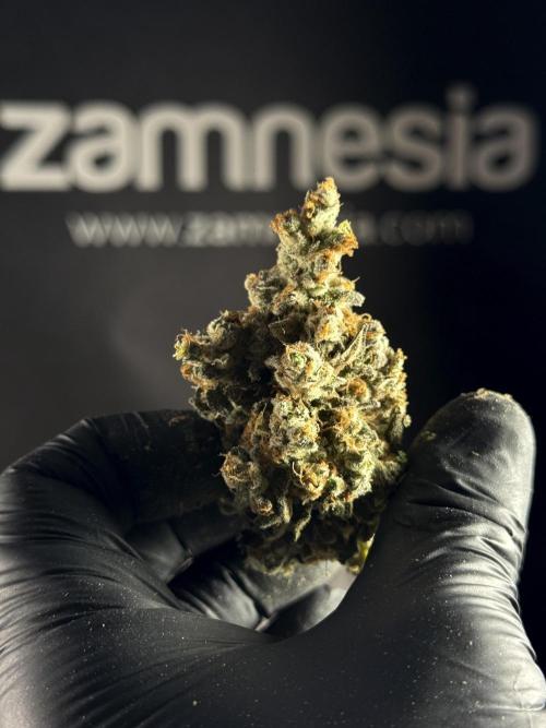 The Classic Super Silver Haze @Zamnesia. Week 12 - SSH #1