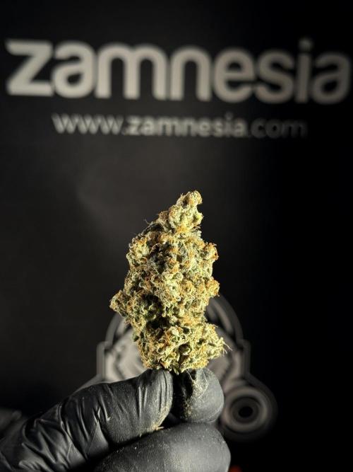 The Classic Super Silver Haze @Zamnesia. Week 11 - SSH #1 Harvest, dry, Trim and cure missing files 