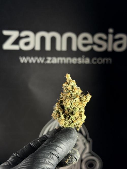 The Classic Super Silver Haze @Zamnesia. Week 11 - SSH #1 Harvest, dry, Trim and cure missing files 