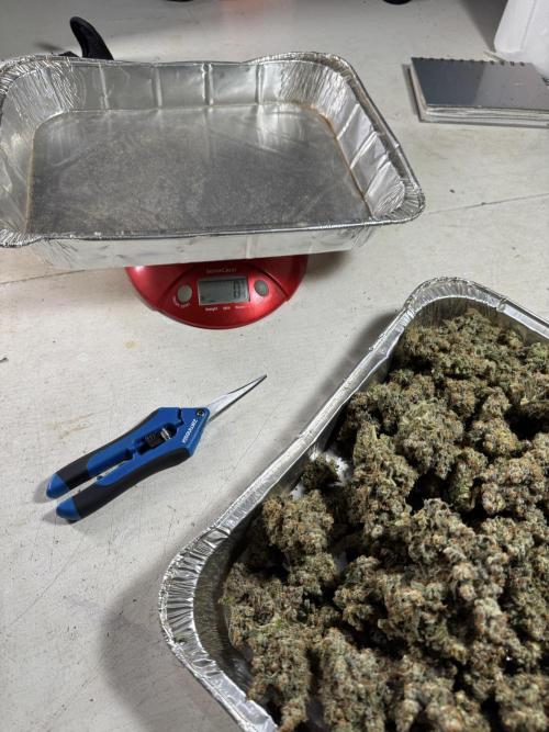 The Classic Super Silver Haze @Zamnesia. Week 11 - SSH #1 Harvest, dry, Trim and cure missing files 