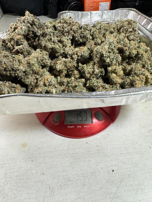 The Classic Super Silver Haze @Zamnesia. Week 11 - SSH #1 Harvest, dry, Trim and cure missing files 