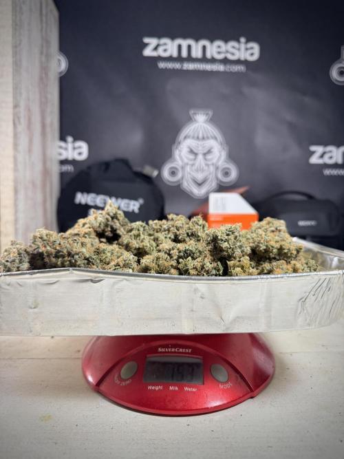 The Classic Super Silver Haze @Zamnesia. Week 11 - SSH #1 Harvest, dry, Trim and cure missing files 