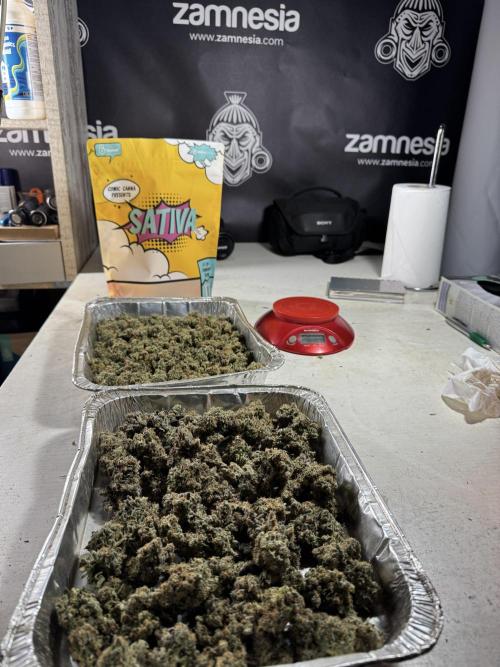 The Classic Super Silver Haze @Zamnesia. Week 11 - SSH #1 Harvest, dry, Trim and cure missing files 