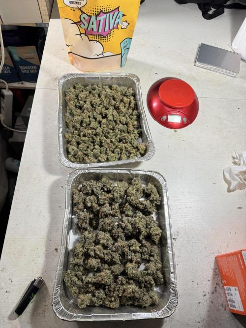 The Classic Super Silver Haze @Zamnesia. Week 11 - SSH #1 Harvest, dry, Trim and cure missing files 