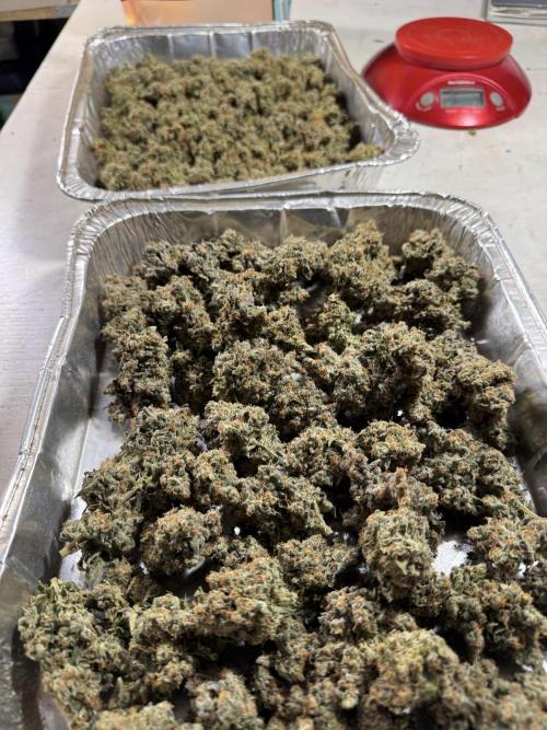 The Classic Super Silver Haze @Zamnesia. Week 11 - SSH #1 Harvest, dry, Trim and cure missing files 