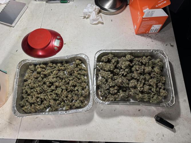 The Classic Super Silver Haze @Zamnesia. Week 11 - SSH #1 Harvest, dry, Trim and cure missing files 