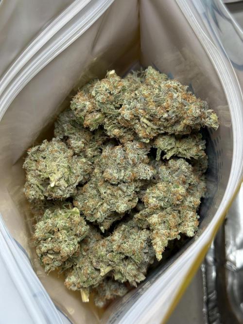 The Classic Super Silver Haze @Zamnesia. Week 11 - SSH #1 Harvest, dry, Trim and cure missing files 