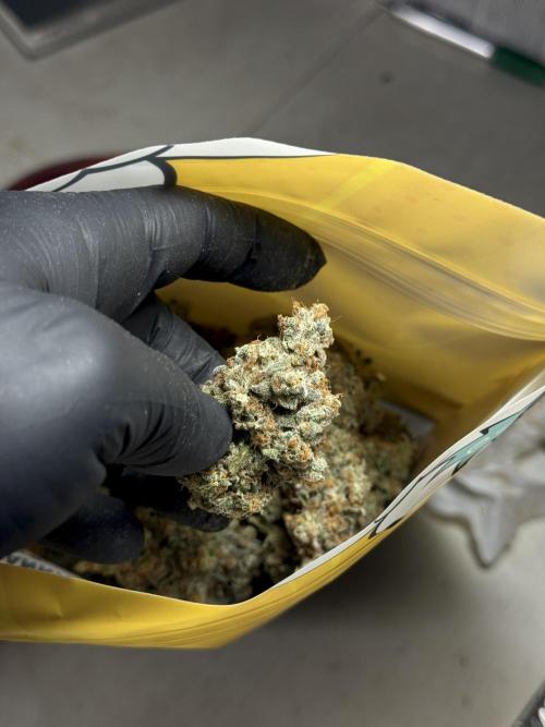 The Classic Super Silver Haze @Zamnesia. Week 11 - SSH #1 Harvest, dry, Trim and cure missing files 