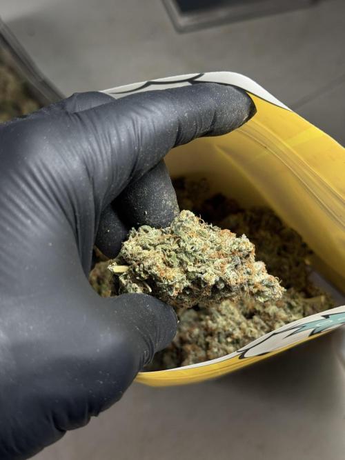 The Classic Super Silver Haze @Zamnesia. Week 11 - SSH #1 Harvest, dry, Trim and cure missing files 