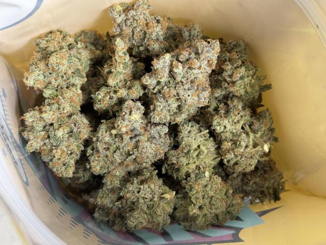 The Classic Super Silver Haze @Zamnesia. Week 11 - SSH #1 Harvest, dry, Trim and cure missing files 