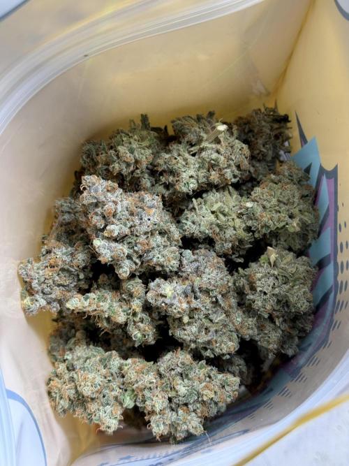 The Classic Super Silver Haze @Zamnesia. Week 11 - SSH #1 Harvest, dry, Trim and cure missing files 