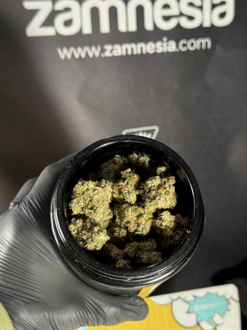 The Classic Super Silver Haze @Zamnesia. Week 11 - SSH #1 Harvest, dry, Trim and cure missing files 