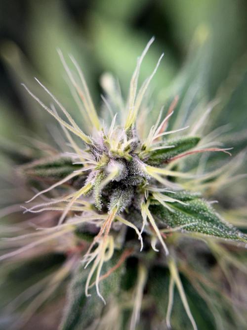 Dognabis 035 Permanent Marker (Zamnesia). Week 11 - Permanent Marker #1