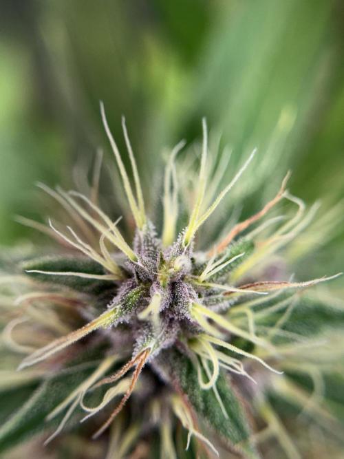 Dognabis 035 Permanent Marker (Zamnesia). Week 11 - Permanent Marker #1