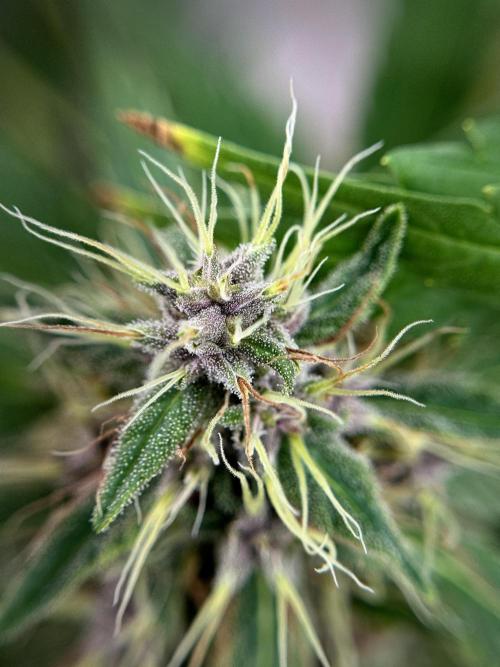 Dognabis 035 Permanent Marker (Zamnesia). Week 11 - Permanent Marker #1