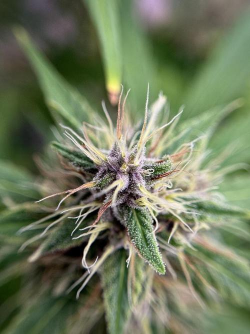 Dognabis 035 Permanent Marker (Zamnesia). Week 11 - Permanent Marker #1