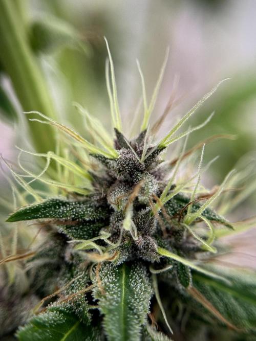 Dognabis 035 Permanent Marker (Zamnesia). Week 11 - Permanent Marker #1