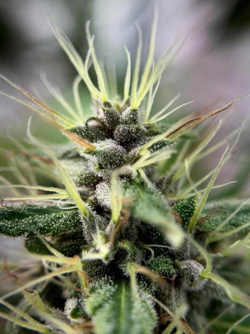 Dognabis 035 Permanent Marker (Zamnesia). Week 11 - Permanent Marker #1