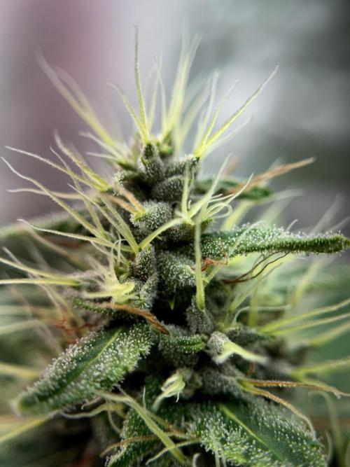 Dognabis 035 Permanent Marker (Zamnesia). Week 11 - Permanent Marker #1