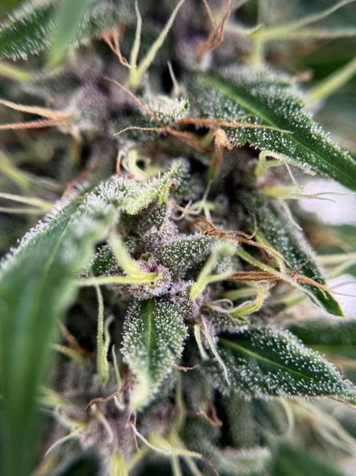 Dognabis 035 Permanent Marker (Zamnesia). Week 11 - Permanent Marker #1