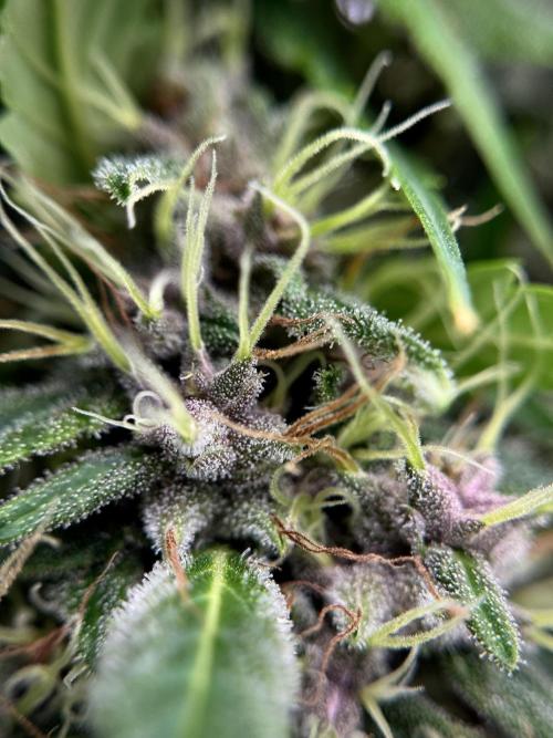 Dognabis 035 Permanent Marker (Zamnesia). Week 11 - Permanent Marker #1