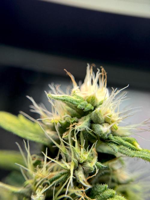 Dognabis 035 Permanent Marker (Zamnesia). Week 11 - Permanent Marker #1