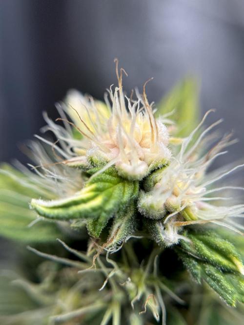 Dognabis 035 Permanent Marker (Zamnesia). Week 11 - Permanent Marker #1