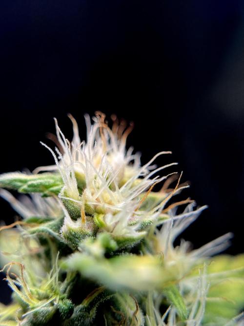 Dognabis 035 Permanent Marker (Zamnesia). Week 11 - Permanent Marker #1