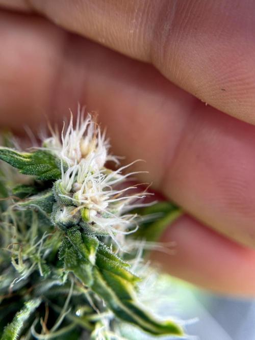 Dognabis 035 Permanent Marker (Zamnesia). Week 11 - Permanent Marker #1