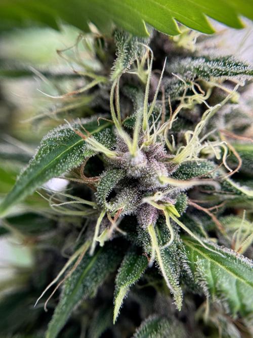 Dognabis 035 Permanent Marker (Zamnesia). Week 11 - Permanent Marker #1