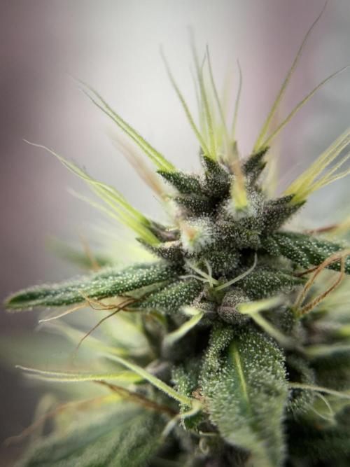 Dognabis 035 Permanent Marker (Zamnesia). Week 11 - Permanent Marker #1