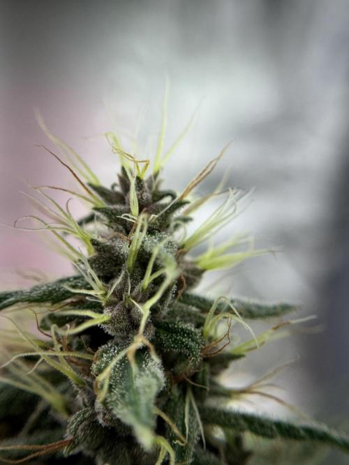 Dognabis 035 Permanent Marker (Zamnesia). Week 11 - Permanent Marker #1