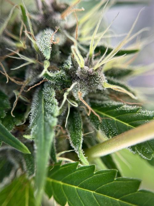 Dognabis 035 Permanent Marker (Zamnesia). Week 11 - Permanent Marker #1