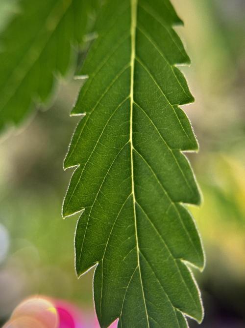 Dognabis 035 Permanent Marker (Zamnesia). Week 11 - Permanent Marker #1