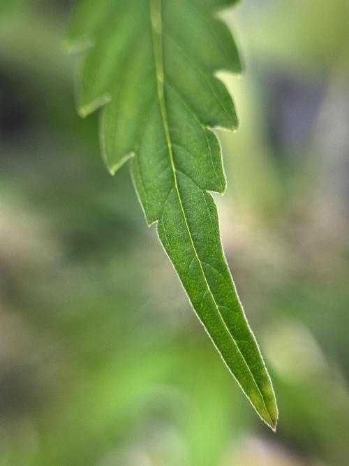 Dognabis 035 Permanent Marker (Zamnesia). Week 11 - Permanent Marker #1