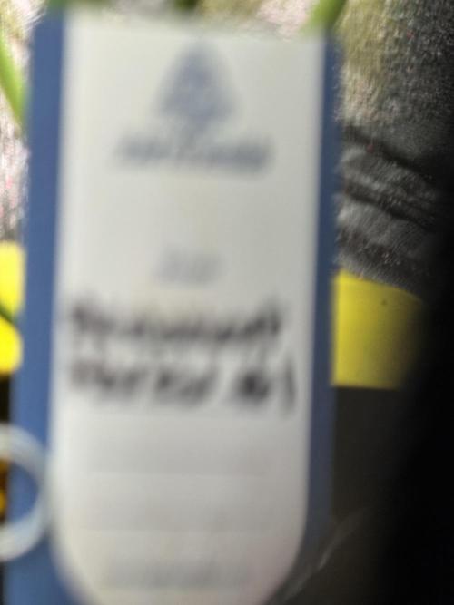 Dognabis 035 Permanent Marker (Zamnesia). Week 11 - Permanent Marker #1