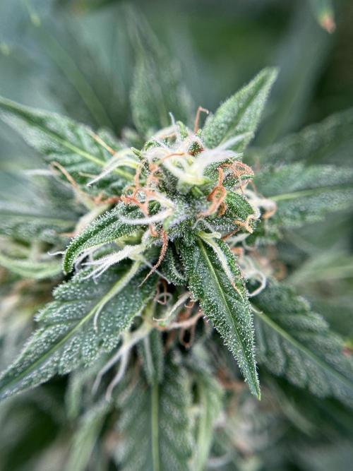 Dognabis 035 Permanent Marker (Zamnesia). Week 11 - Permanent Marker #2