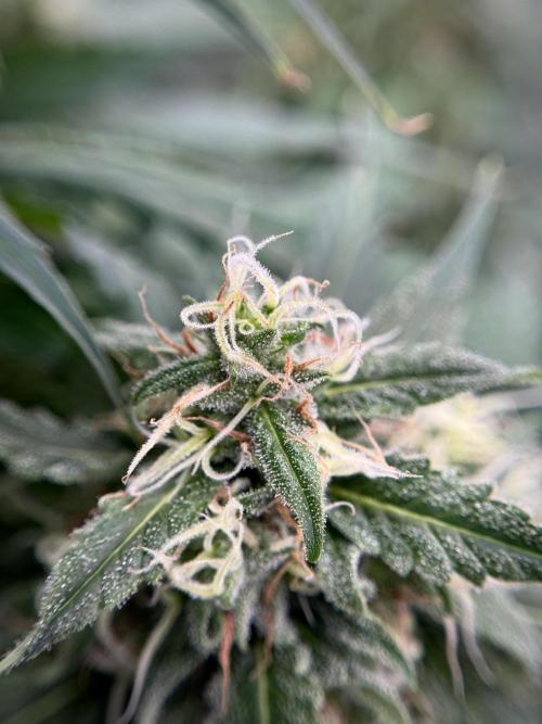 Dognabis 035 Permanent Marker (Zamnesia). Week 11 - Permanent Marker #2