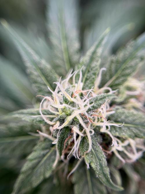 Dognabis 035 Permanent Marker (Zamnesia). Week 11 - Permanent Marker #2