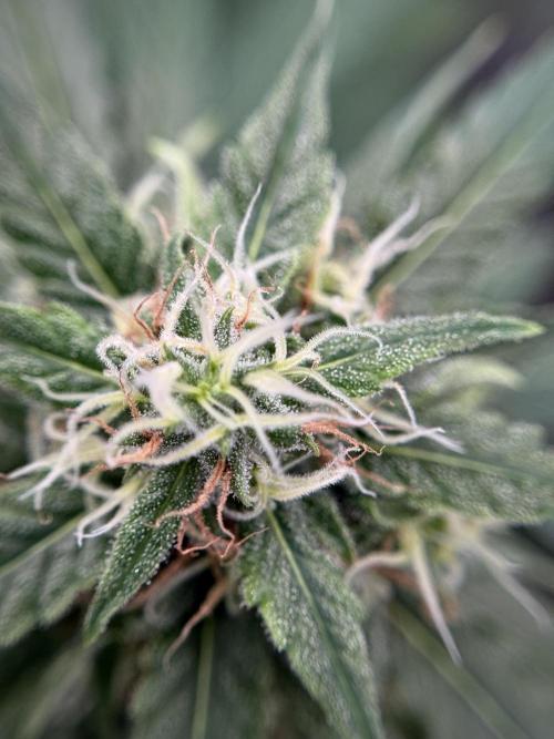 Dognabis 035 Permanent Marker (Zamnesia). Week 11 - Permanent Marker #2