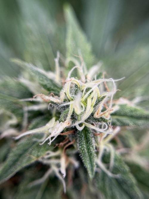 Dognabis 035 Permanent Marker (Zamnesia). Week 11 - Permanent Marker #2