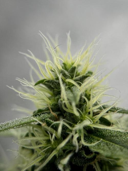 Dognabis 035 Permanent Marker (Zamnesia). Week 11 - Permanent Marker #2