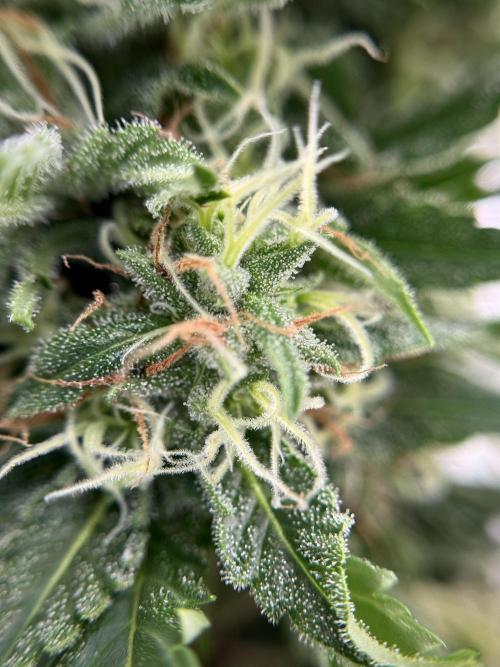 Dognabis 035 Permanent Marker (Zamnesia). Week 11 - Permanent Marker #2