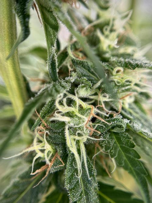 Dognabis 035 Permanent Marker (Zamnesia). Week 11 - Permanent Marker #2