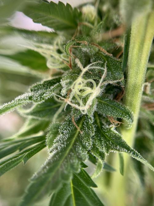 Dognabis 035 Permanent Marker (Zamnesia). Week 11 - Permanent Marker #2